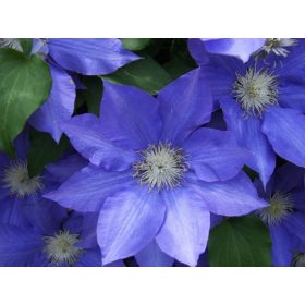   Iszalag 'Generał Sikorski' fajta - Clematis 'Generał Sikorski'