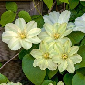   Iszalag 'Guernsey Cream' fajta - Clematis 'Guernsey Cream'