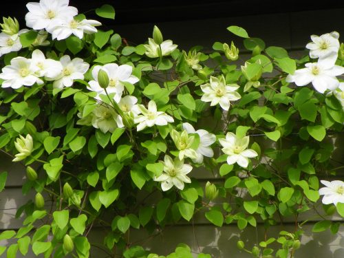 Iszalag 'Guernsey Cream' fajta - Clematis 'Guernsey Cream'