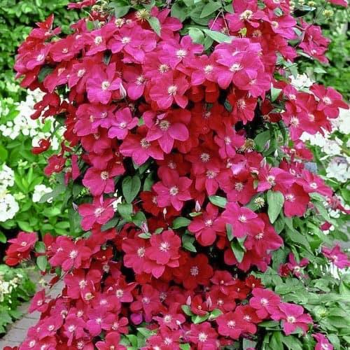 Iszalag 'Niobe' fajta - Clematis 'Niobe'