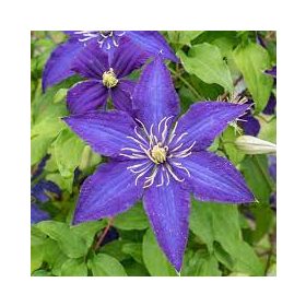   Iszalag 'Rhapsody' fajta - Clematis 'Rhapsody'