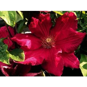   Iszalag 'Solidarnosc' fajta - Clematis 'Solidarnosc'