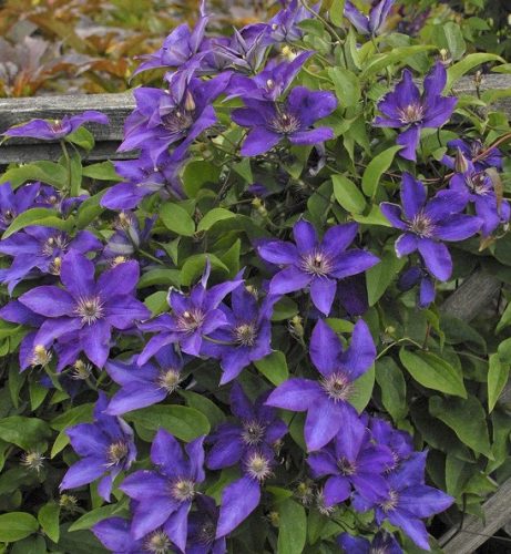 Iszalag 'The President' fajta - Clematis 'The President'