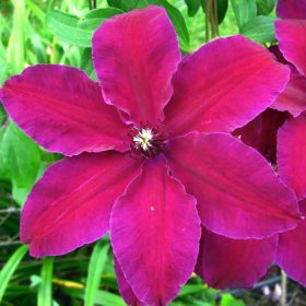   Iszalag 'Westerplatte' fajta - Clematis 'Westerplatte'
