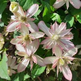   Hegyi iszalag 'Marjorie' fajta - Clematis montana 'Marjorie'