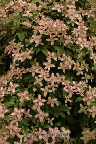 Hegyi iszalag 'Marjorie' fajta - Clematis montana 'Marjorie'