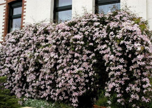 Hegyi iszalag 'Rubens' fajta - Clematis montana 'Rubens'