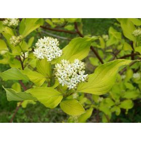 Fehér som - Cornus alba