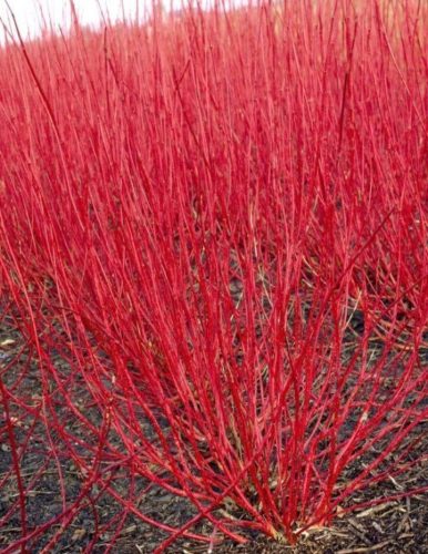 Fehér som - Cornus alba