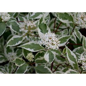   Fehér som 'Argenteomarginata' fajta - Cornus alba 'Argenteomarginata'