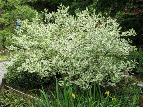 Fehér som  - Cornus alba 'Argenteomarginata'
