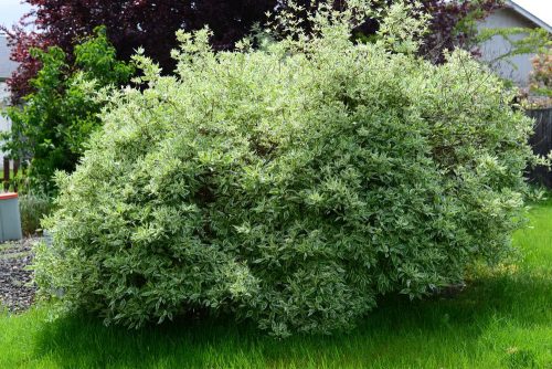 Fehér som   - Cornus alba 'Elegantissima'