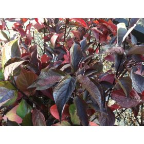   Fehér som 'Kesselringii' fajta - Cornus alba 'Kesselringii'