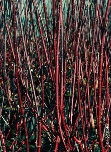 Fehér som  - Cornus alba 'Kesselringii'