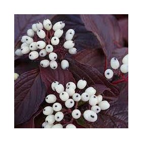   Fehér som 'Siberian Pearls' fajta - Cornus alba 'Siberian Pearls'