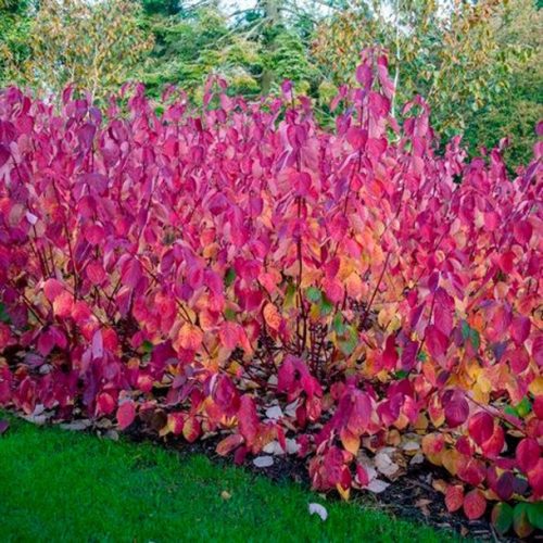 Fehér som - Cornus alba 'Siberian Pearls'