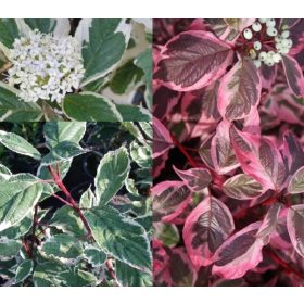   Fehér som 'Sibirica Variegata' fajta - Cornus alba 'Sibirica Variegata'