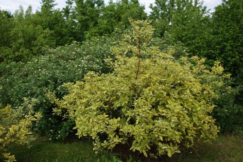 Fehér som  - Cornus alba 'Spaethii'