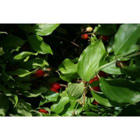 Húsos som  - Cornus mas 'Slodka Ola'
