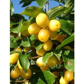 Húsos som - Cornus mas 'Lutea'