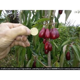 Húsos som  - Cornus mas 'Kostia'