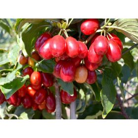 Húsos som  - Cornus mas 'Pancharevo'