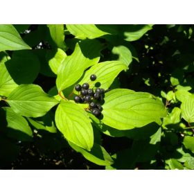 Veresgyűrűs som - Cornus sanguinea