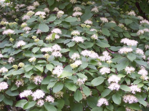 Veresgyűrűs som - Cornus sanguinea
