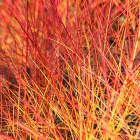   Veresgyűrűs som  - Cornus sanguinea 'Annie's Winter Orange'