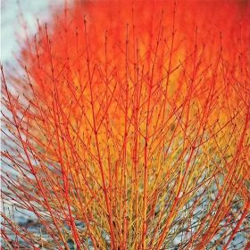   Veresgyűrűs som  - Cornus sanguinea 'Midwinter Fire'