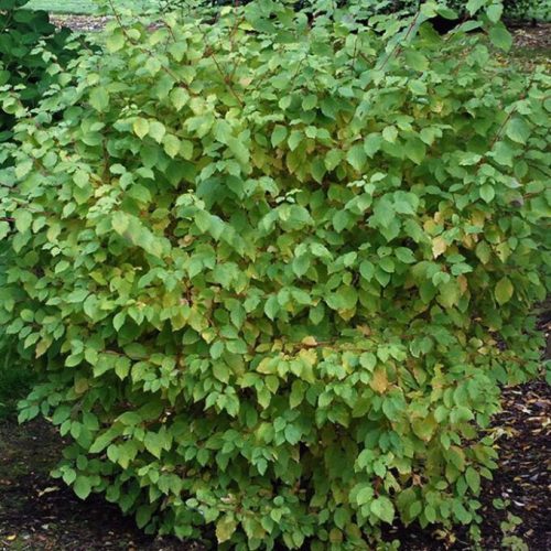 Veresgyűrűs som  - Cornus sanguinea 'Midwinter Fire'