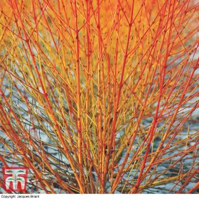   Veresgyűrűs som   - Cornus sanguinea 'Winter Beauty'