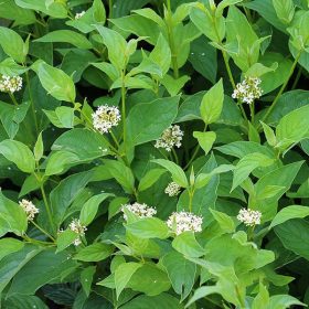 Selymes som  - Cornus sericea 'Flaviramea'