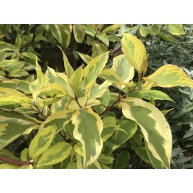   Selymes som   - Cornus sericea 'Hedgerow's Gold'