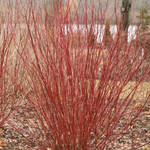 Selymes som   - Cornus sericea 'Hedgerow's Gold'