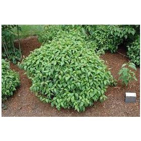 Selymes som  - Cornus sericea 'Kelseyi'