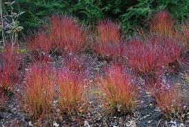 Selymes som  - Cornus sericea 'Kelseyi'