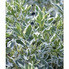 Selymes som  - Cornus sericea 'White Gold'