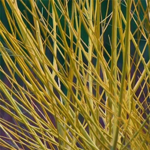 Selymes som  - Cornus sericea 'White Gold'