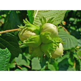 Közönséges mogyoró - Corylus avellana