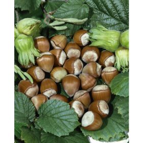   Közönséges mogyoró 'Hallesche Riesen' fajta - Corylus avellana 'Hallesche Riesen'