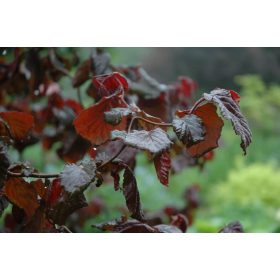   Csavartvesszejű vérmogyoró 'Red Majestic' fajta - Corylus avellana 'Red Majestic'