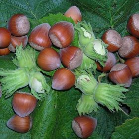   Közönséges mogyoró 'Merveille de Bolwiller' fajta - Corylus avellana 'Merveille de Bolwiller'