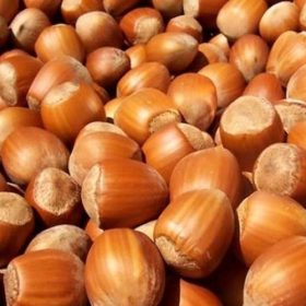   Közönséges mogyoró 'Tonda Gentile Delle Langhe' fajta - Corylus avellana 'Tonda Gentile Delle Langhe'