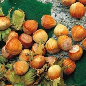   Közönséges mogyoró 'Nottingham' fajta - Corylus avellana 'Nottingham'