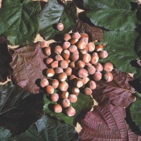   Közönséges mogyoró 'Red Zeller' fajta - Corylus avellana 'Red Zeller'