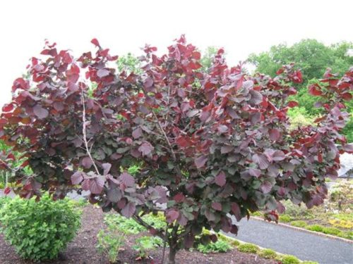 Közönséges mogyoró 'Red Zeller' fajta - Corylus avellana 'Red Zeller'