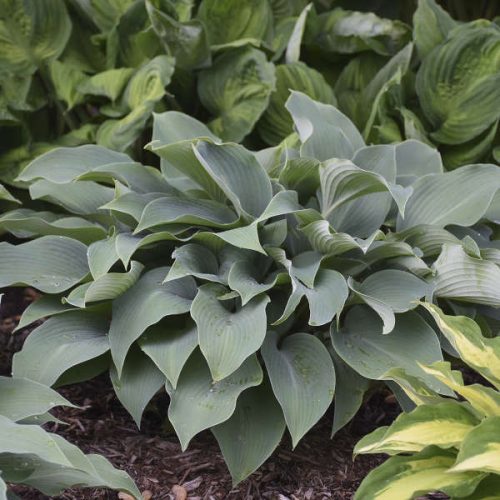 Árnyékliliom 'Halcyon' fajta - Hosta 'Halcyon'