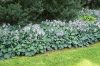 Árnyékliliom 'Halcyon' fajta - Hosta 'Halcyon'