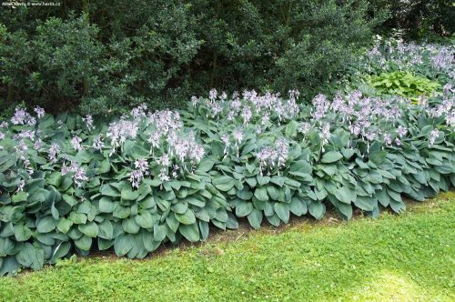 Árnyékliliom  - Hosta 'Halcyon'